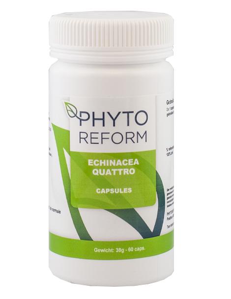 Echinacea quatro