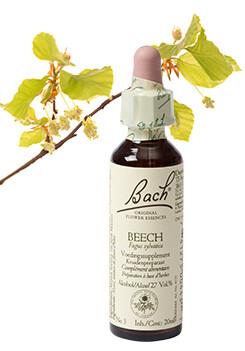 Bach Beech/beuk