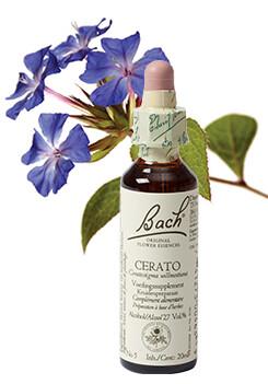 Bach Cerato/loodkruid