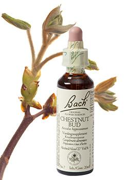 Bach Chestnut bud/kastanjeknop