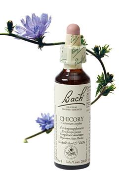 Bach Chicory/cichorei