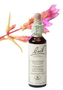 Gentian/gentiaan
