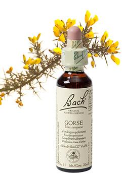 Gorse/gaspeldoorn