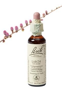 Bach Larch/lariks
