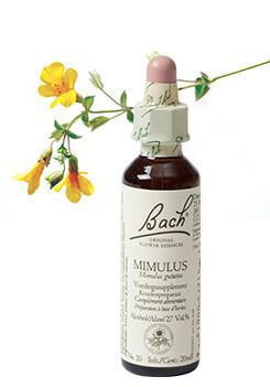 Mimulus/maskerbloem