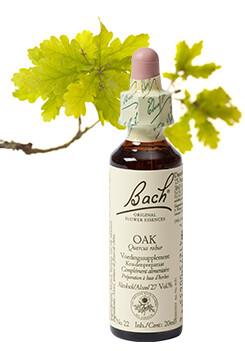 Oak/eik