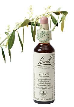 Bach Olive/olijf