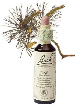 Bach Pine/den