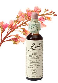 Bach Red chestnut/rode kastanje