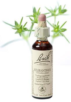 Bach Scleranthus/hardbloem