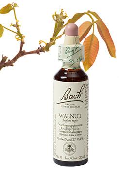 Bach Walnut/walnoot