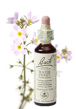 Water violet/waterviolier
