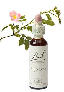 Bach Wild rose/hondsroos