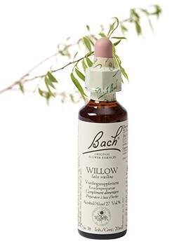 Bach Willow/wilg