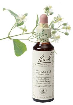 Clematis/bosrank