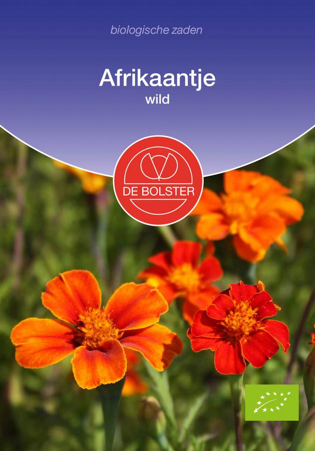 Afrikaantje wild