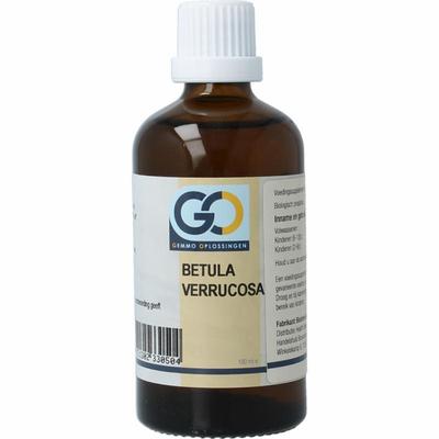 GO Betula verrucosa bio