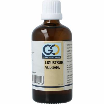 GO Ligustrum vulgare bio