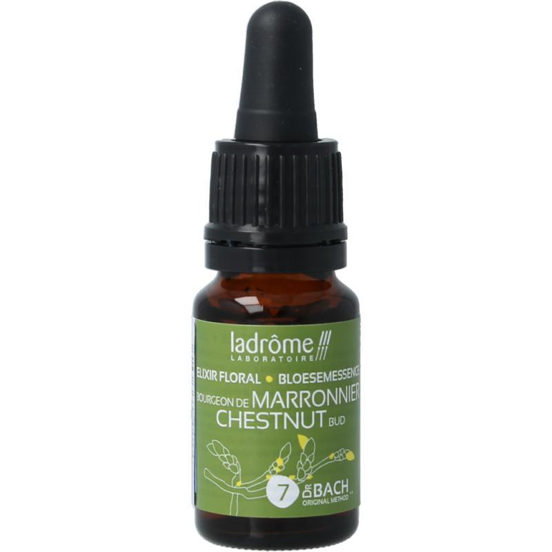 Chestnut bud bio