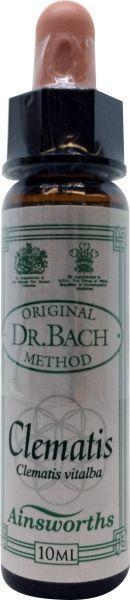 Clematis Bach