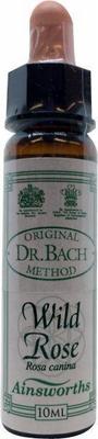 AINSWORTHB Wild rose Bach