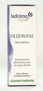 olijfboom/olea europea ldp 15ml