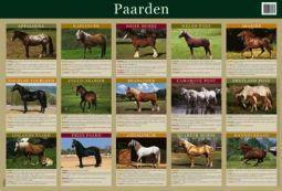 Merkloos educatieve posters 29 paarden boek