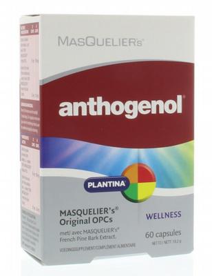 Masqueliers anthogenol 60cap