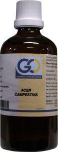 Acer campestris bio