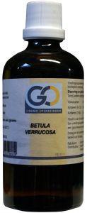 GO Betula verrucosa bio