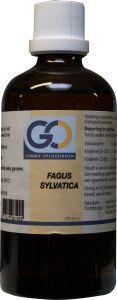 Fagus sylvatica bio