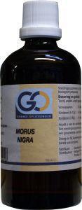 GO Morus nigra