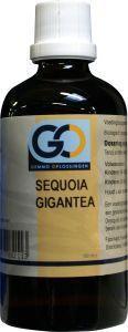 Sequoia gigantea bio