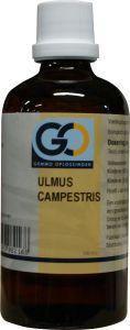Ulmus campestris bio