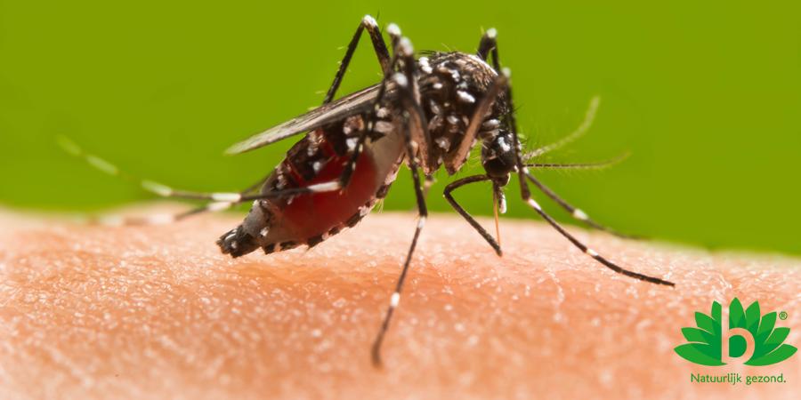 Insectenbeten voorkomen; zo werkt het!