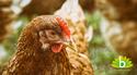 Overstappen op biologische eieren
