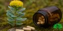 Rhodiola, waar is het goed voor