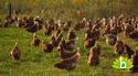 Overstappen op biologisch