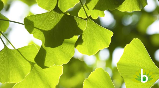Ginkgo biloba