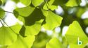 Ginkgo biloba