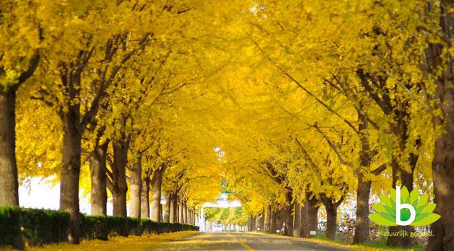 Ginkgo, het oudste kruid op aarde.