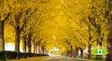 Ginkgo, het oudste kruid op aarde.