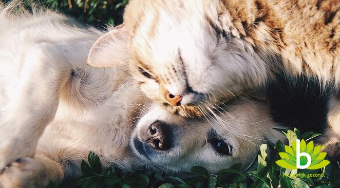 Bach Rescue Pets kalmeert uw huisdier bij vuurwerk